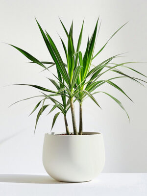 product 05
